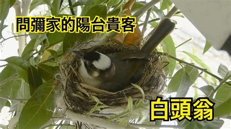 鸟筑巢吉兆|【鳥築巢吉兆】迎祥納瑞：野鳥築巢，居家風水好兆頭！